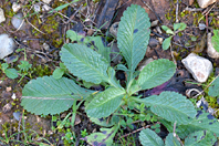 Scabiosa atropurpurea